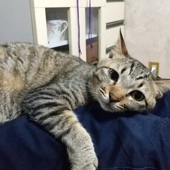 甘えるキジトラ