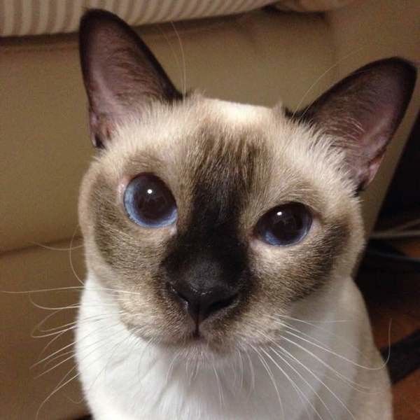 獣医師が解説】猫にパンを与えてはいけない理由 特にダメなパンは｜ね 