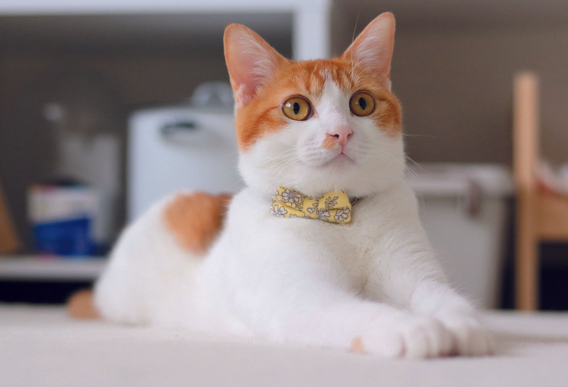 写真／ねこのきもち2019年4月号「We Love ニャンポーズ」