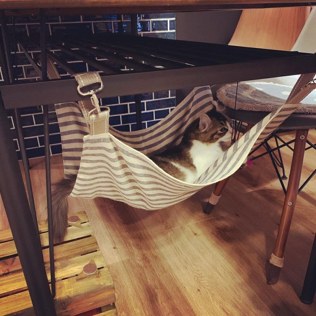 にゃんモックに乗るマールちゃん