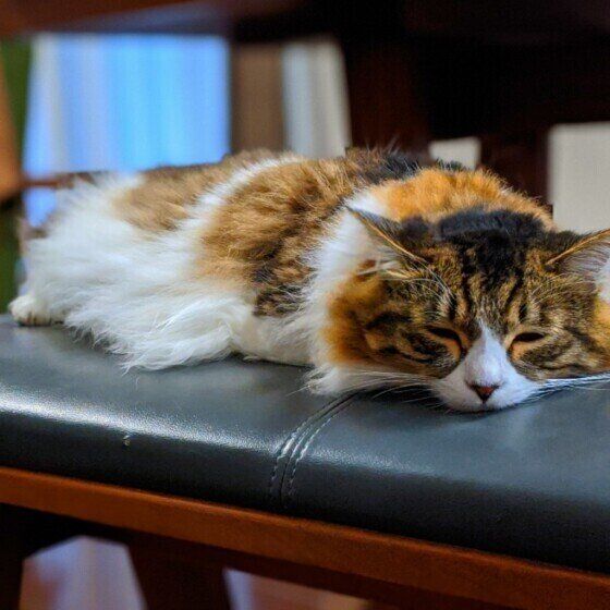 暑そうなまーるちゃん