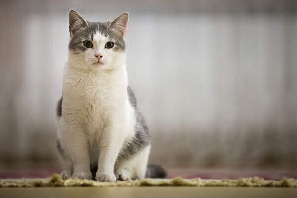 おすわりする猫