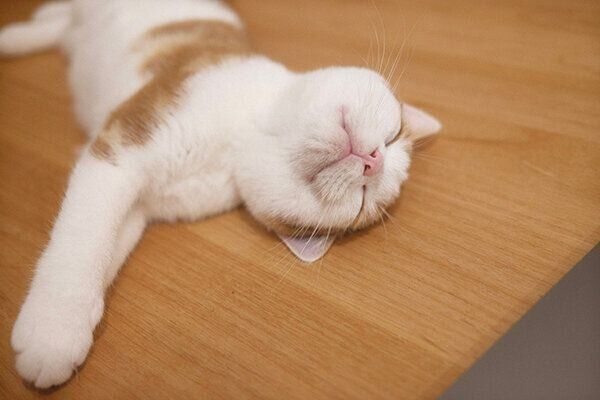 天使の寝顔のこなつくん