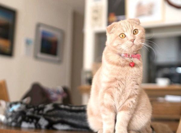 スコティッシュフォールドのこゆきちゃん