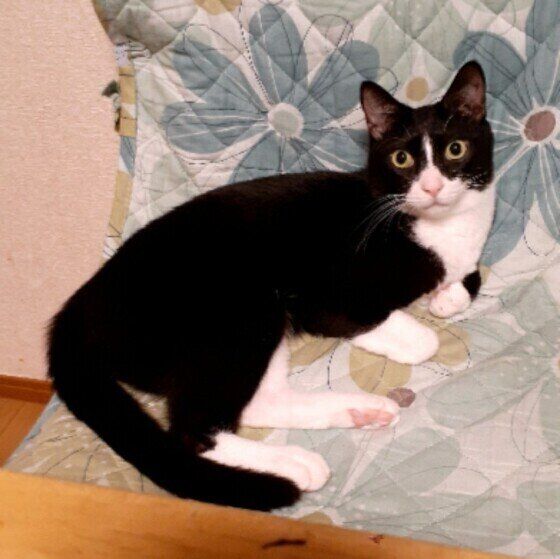 Mix（黒×白）なつくん♪