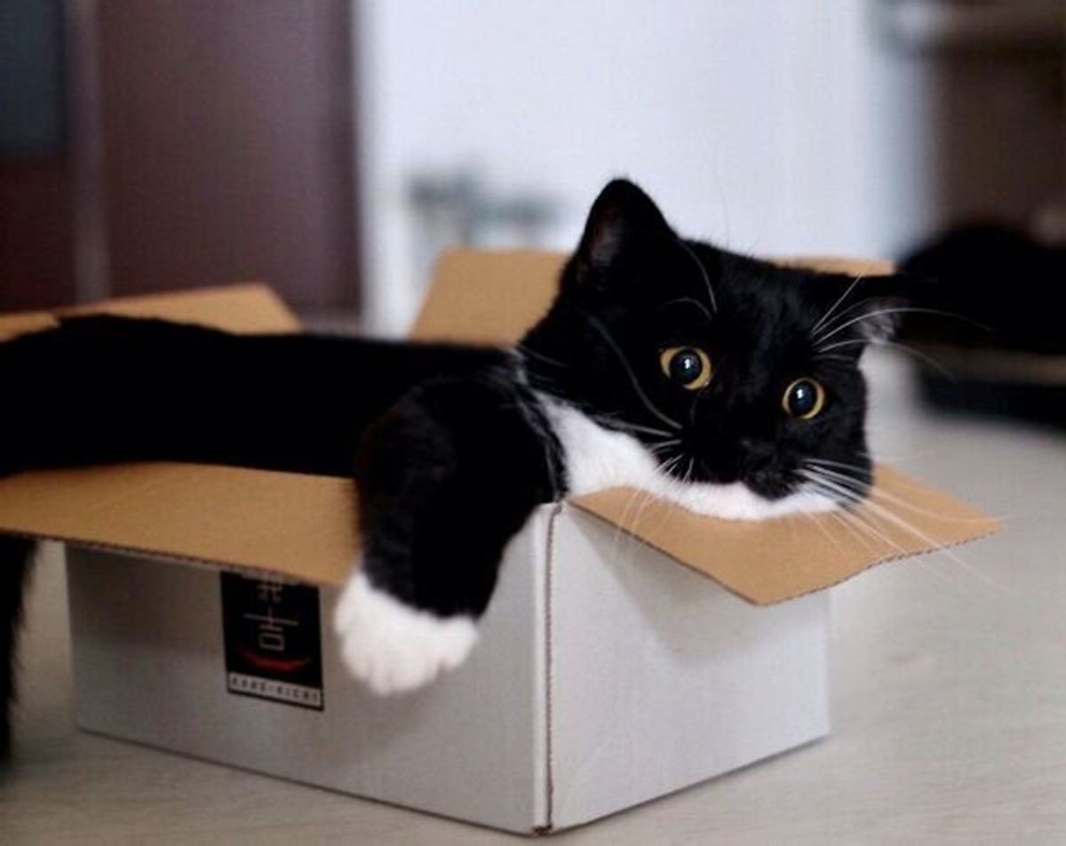まるで 箱から出したぬいぐるみ リラックスしすぎて たれちゃう 猫に悶絶する人続出 ねこのきもちweb Magazine まるで 箱から出したぬいぐるみ リラックスしすぎて たれちゃう 猫に悶絶する人続出 ねこのきもちweb Magazine