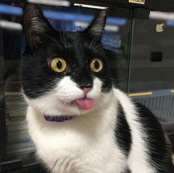 舌を出すうりくん