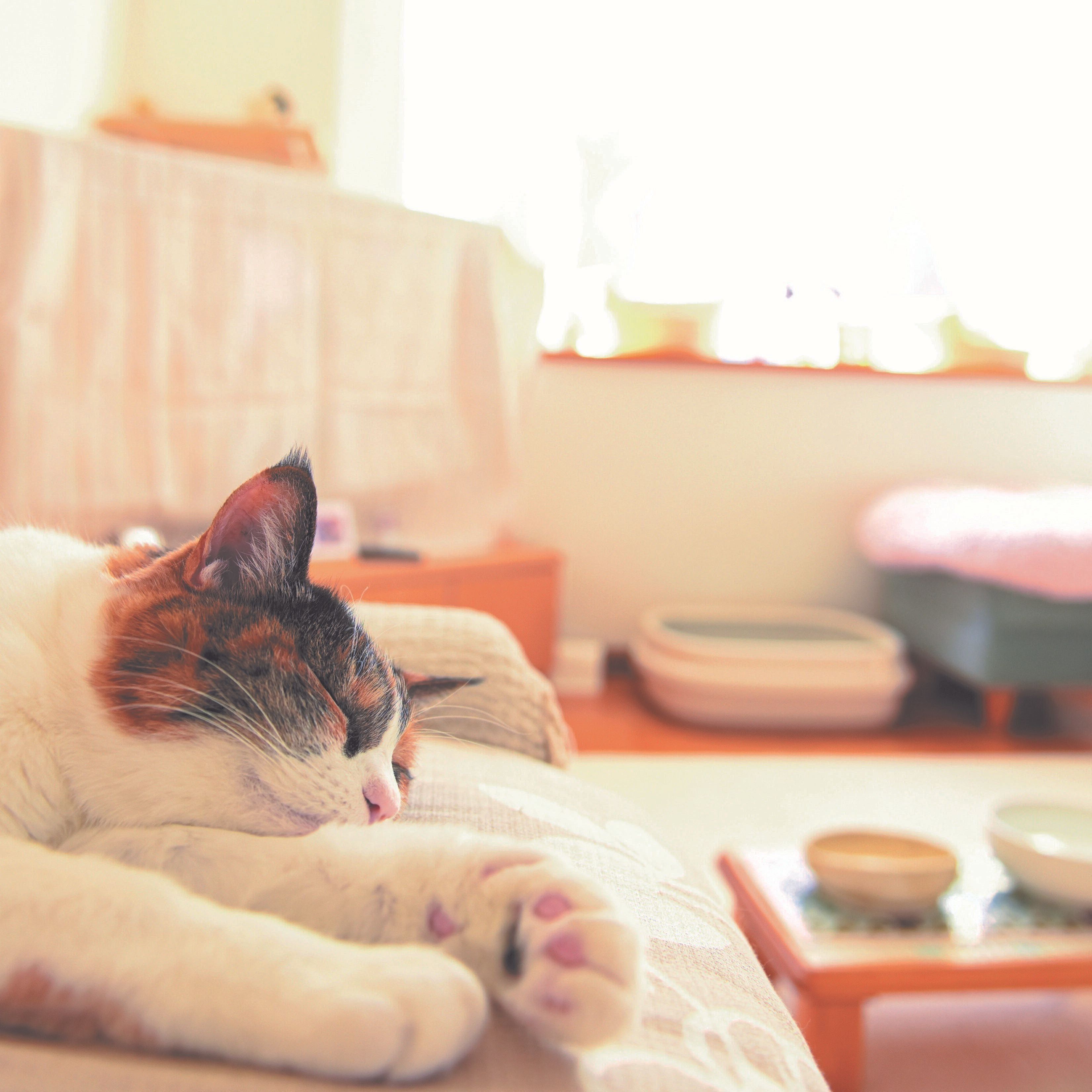 写真／工藤由里子