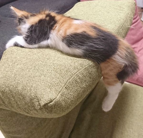 すごい体勢で寝る猫