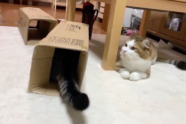 ダンボールの中に入るオデコちゃんと、きょとんとした表情で見つめる秀吉くん