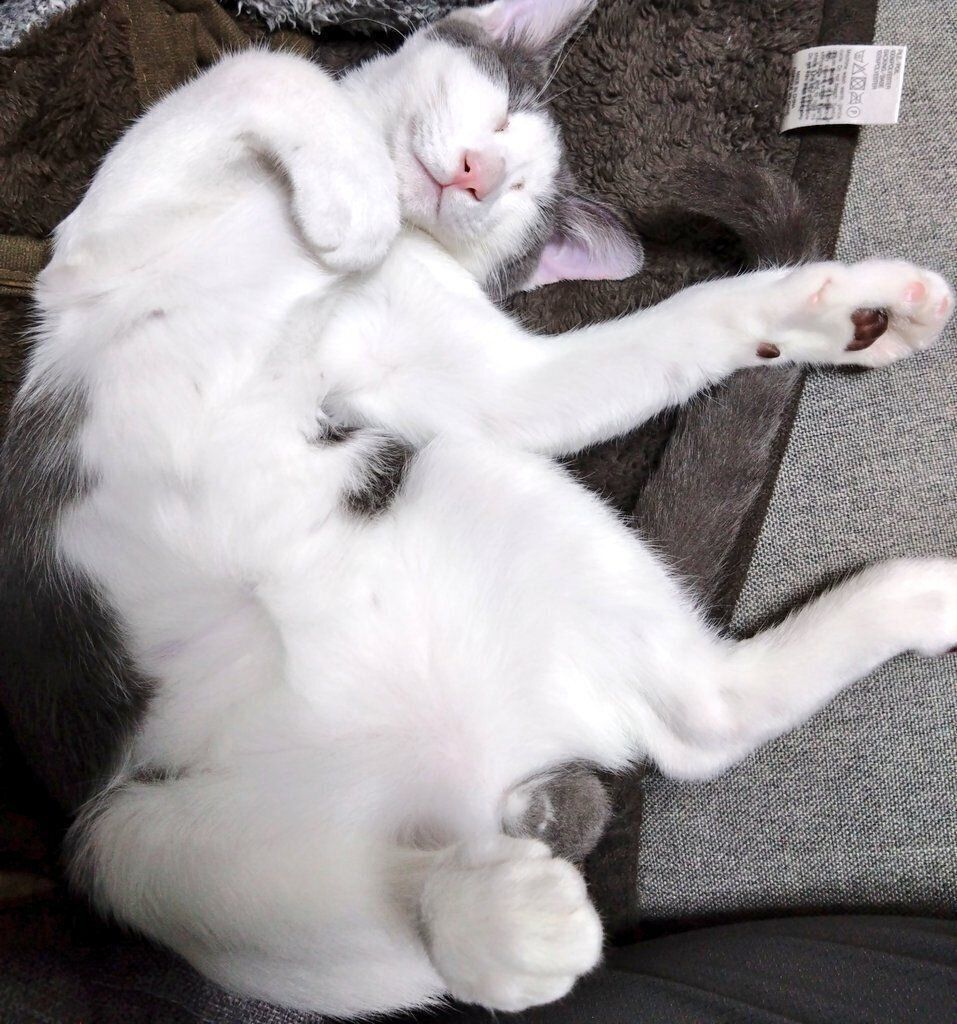 “ヘソ天”している子猫