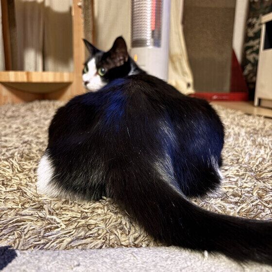 ミックスのななふくちゃん