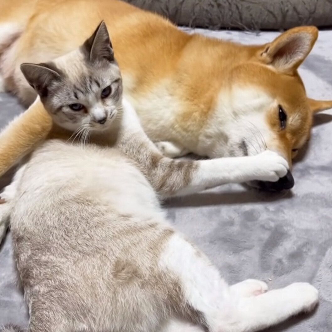 リコちゃんの顔をプニプニしたいリノちゃん