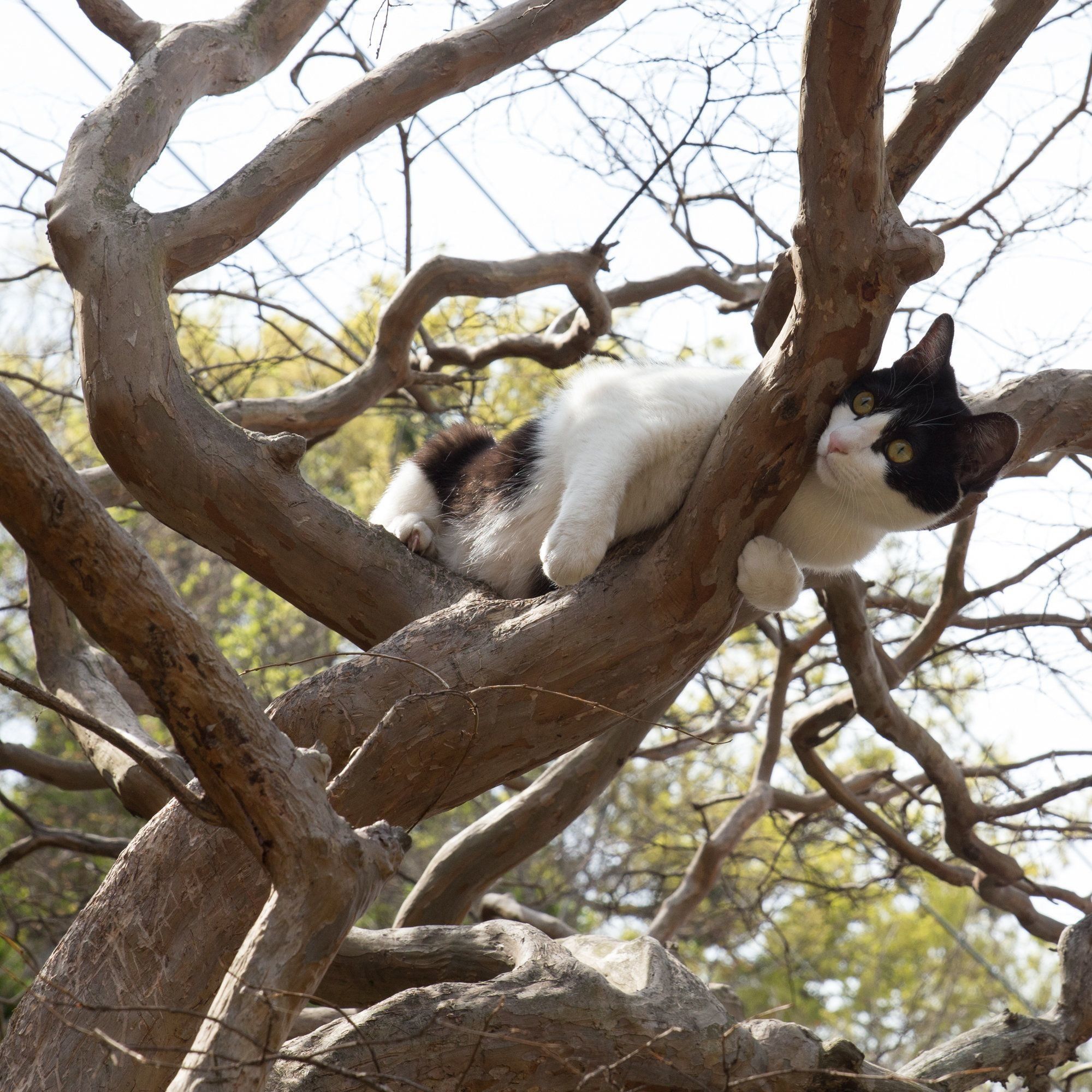 こんな感じだったのかな。