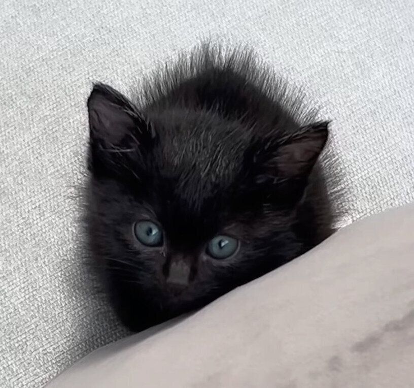 保護して間もないころ、「パヤパヤ期」だったクロちゃん