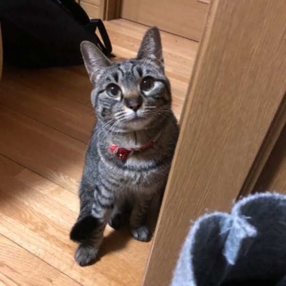 ライムちゃん　MIXキジトラ