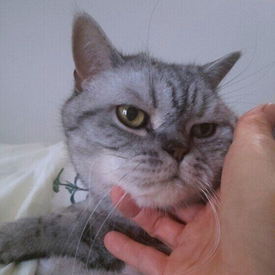 りくくん（ブリティッシュショートヘア）