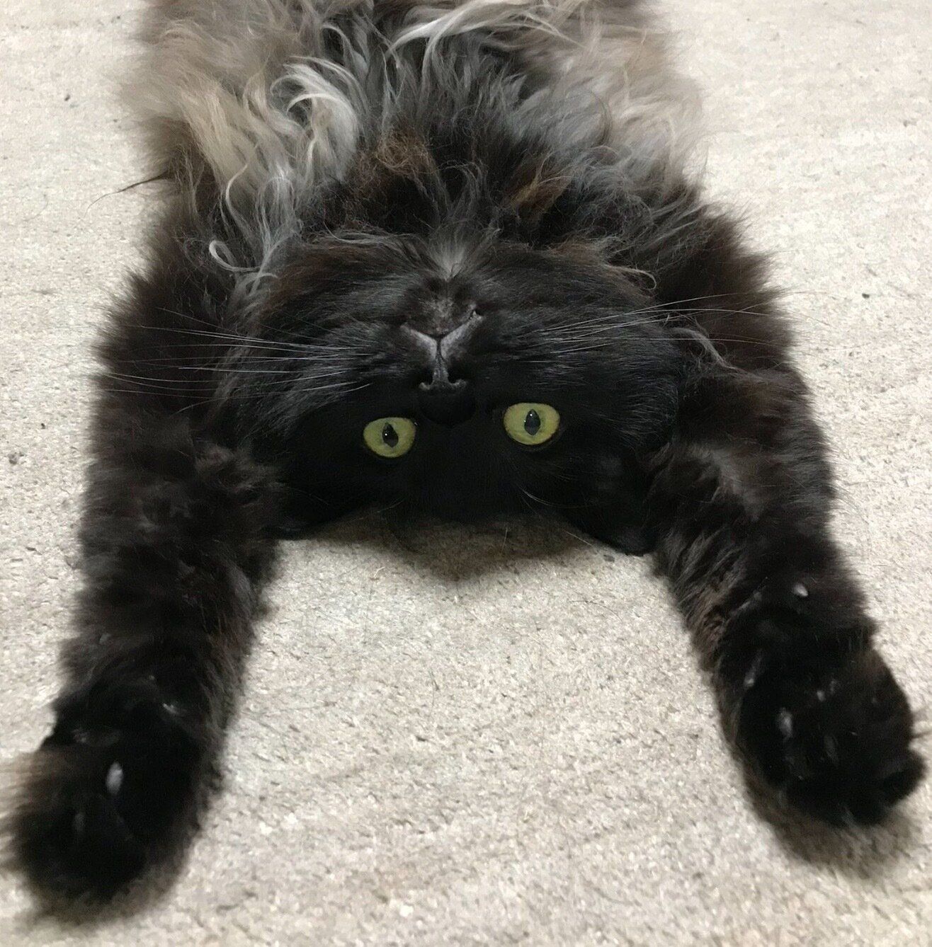 ヘソ天するさぬき丸さん