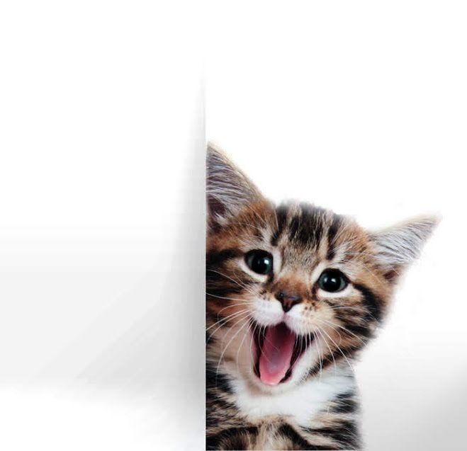 あくびする子猫