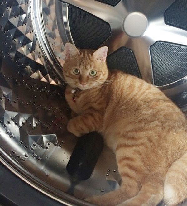 洗濯機に入る猫