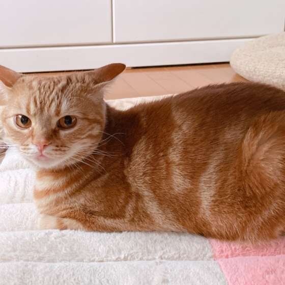 雷の音を怖がるアメリカンショートヘア