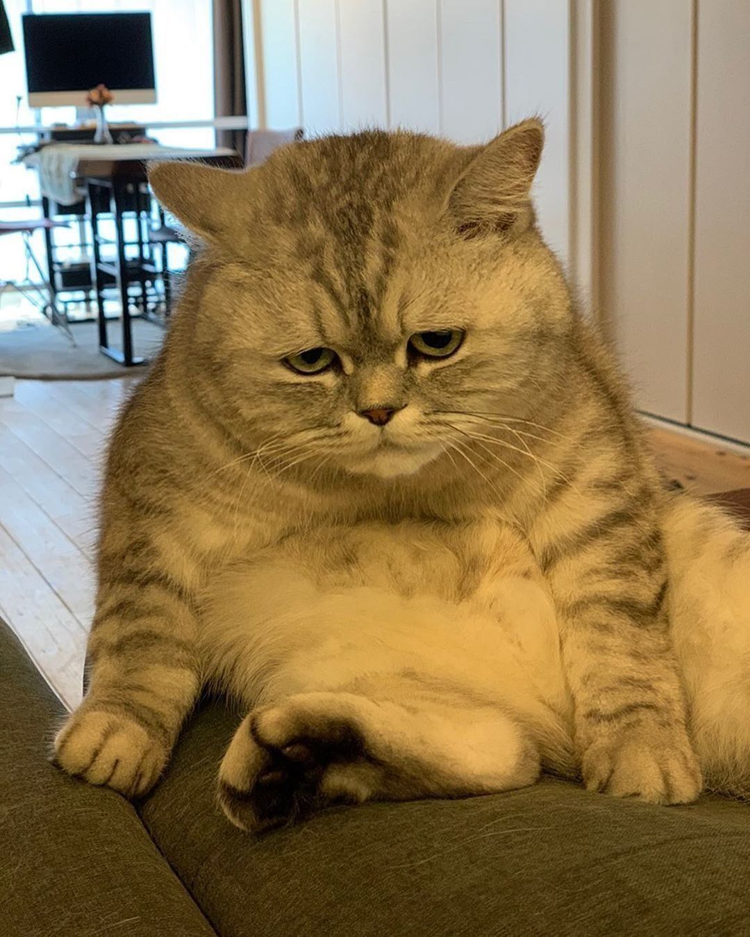 怖い目で飼い主さんを見つめる猫