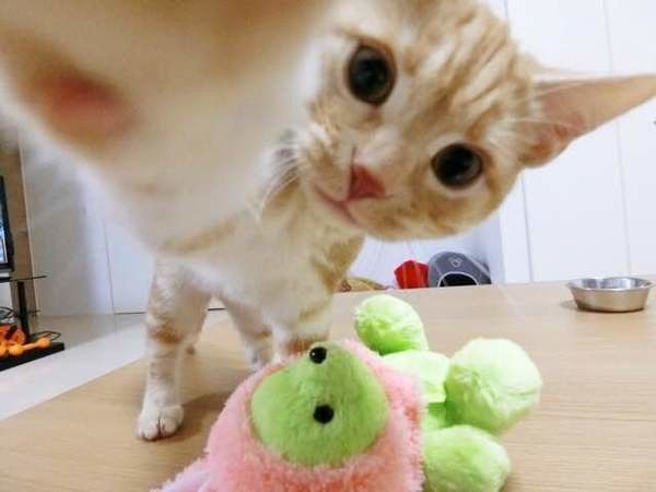 アメリカンショートヘアのペイくん