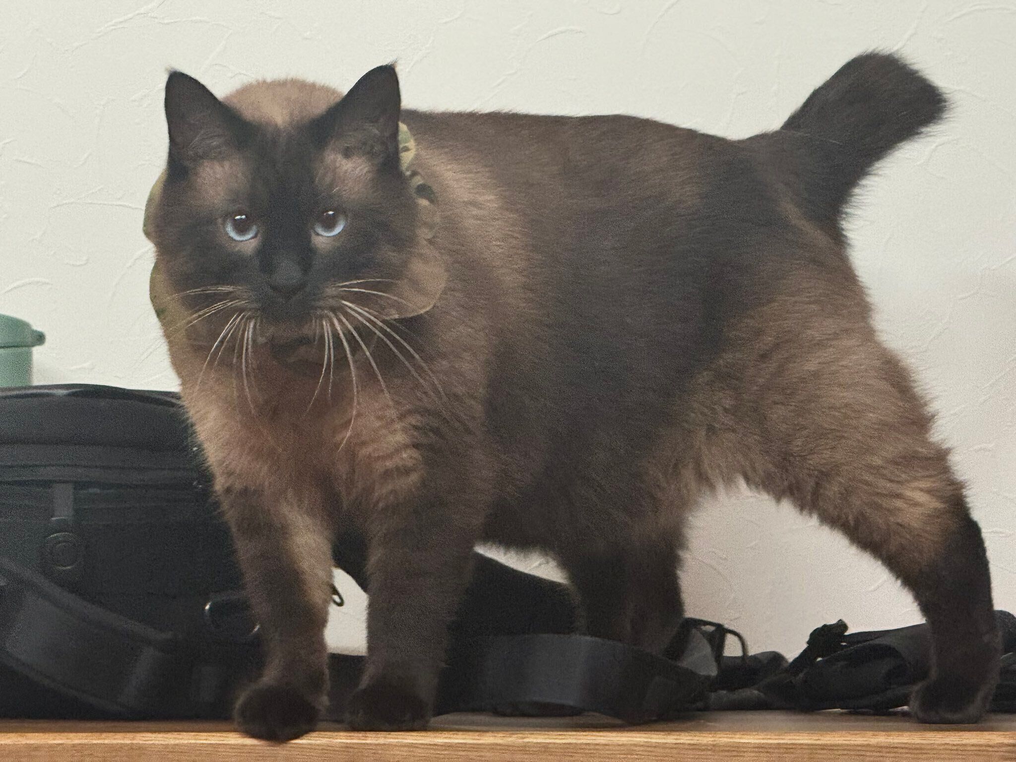 勤務先にこっそり入ってきたスリムな猫を保護→4年で毛色が濃くなり