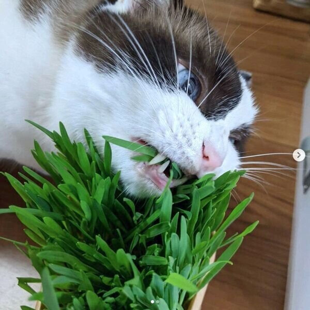 無印良品の土を使わない 猫草栽培セット ってどうなの 実際に使った猫飼いさんの感想を聞いた ねこのきもちweb Magazine 無印良品の土を使わない 猫草栽培セット ってどうなの 実際に使った猫飼いさんの感想を聞いた ねこのきもちweb Magazine
