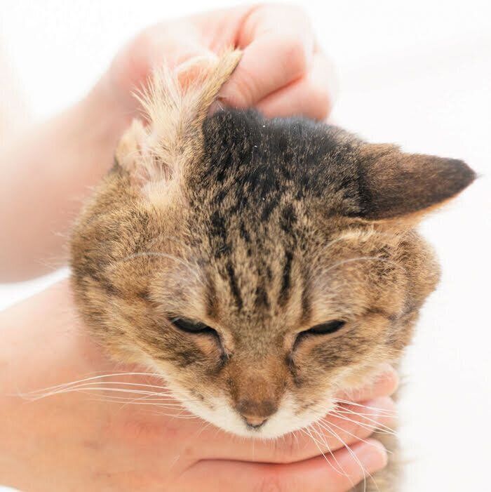 耳の内側をお手入れされる猫