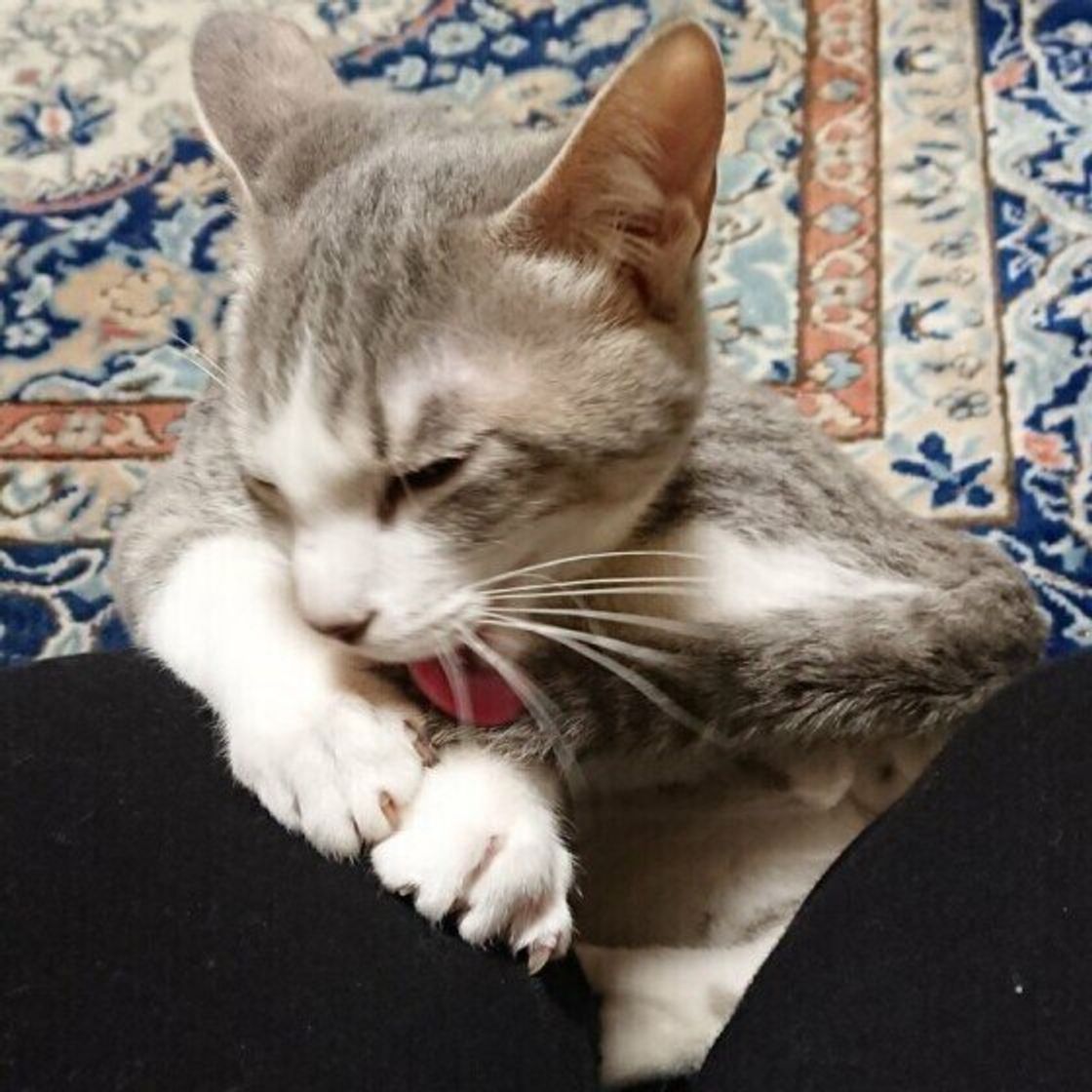 猫の爪切り 正しい頻度は前足と後ろ足で異なっていた 嫌がる場合のコツは ねこのきもちweb Magazine 猫の爪切り 正しい頻度は前足と後ろ足で異なっていた 嫌がる場合のコツは ねこのきもちweb Magazine