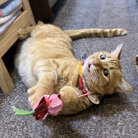 茶トラのもなかちゃん