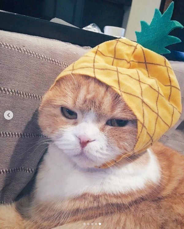 マンチカンのポポタちゃんとスコティッシュフォールドのピノコちゃん