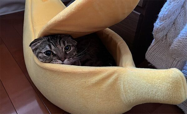 バナナベッドに入るまつたけちゃん