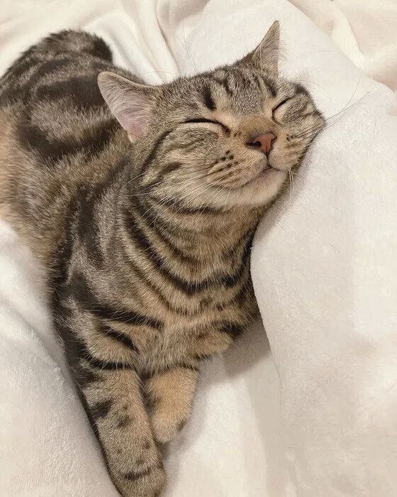 ぐっすりと眠っているツナくん