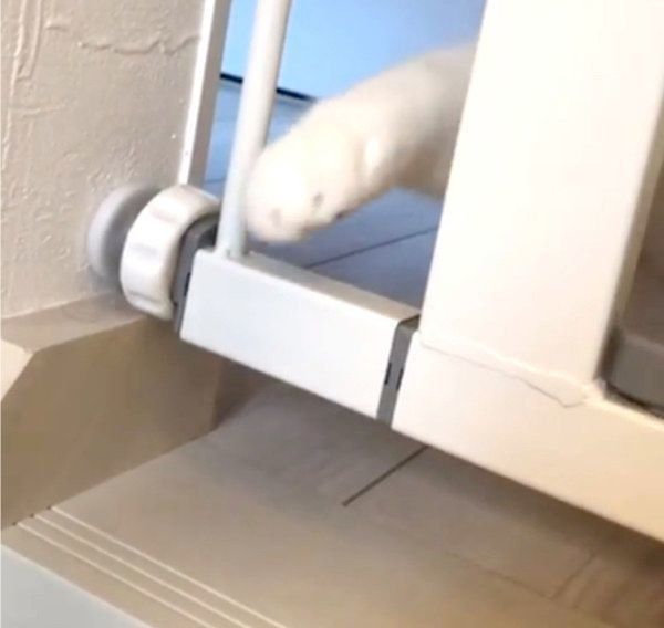 隙間から頭を出すブリティッシュショートヘア