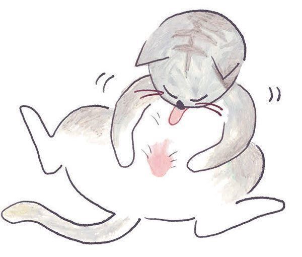 お腹をなめる猫