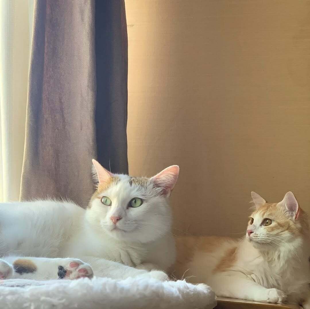 側に寄ってくつろぐ2匹の猫