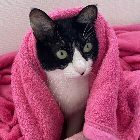 毛布にくるまるみるくくん