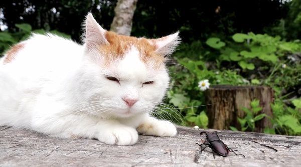 ノコギリクワガタと猫