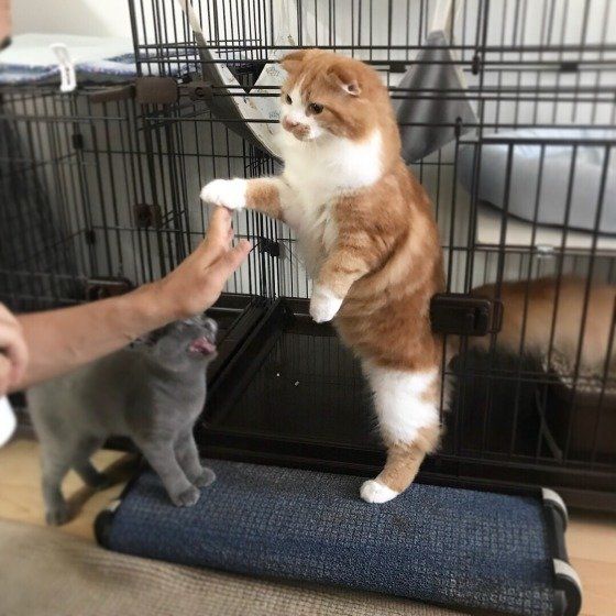 立ち上がるスコティッシュフォールド・ロングヘア