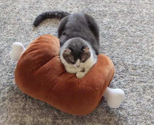 アメリカンカールの一球ちゃん