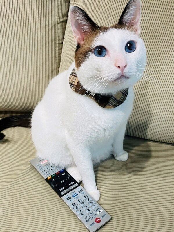 見つめるつくねくん