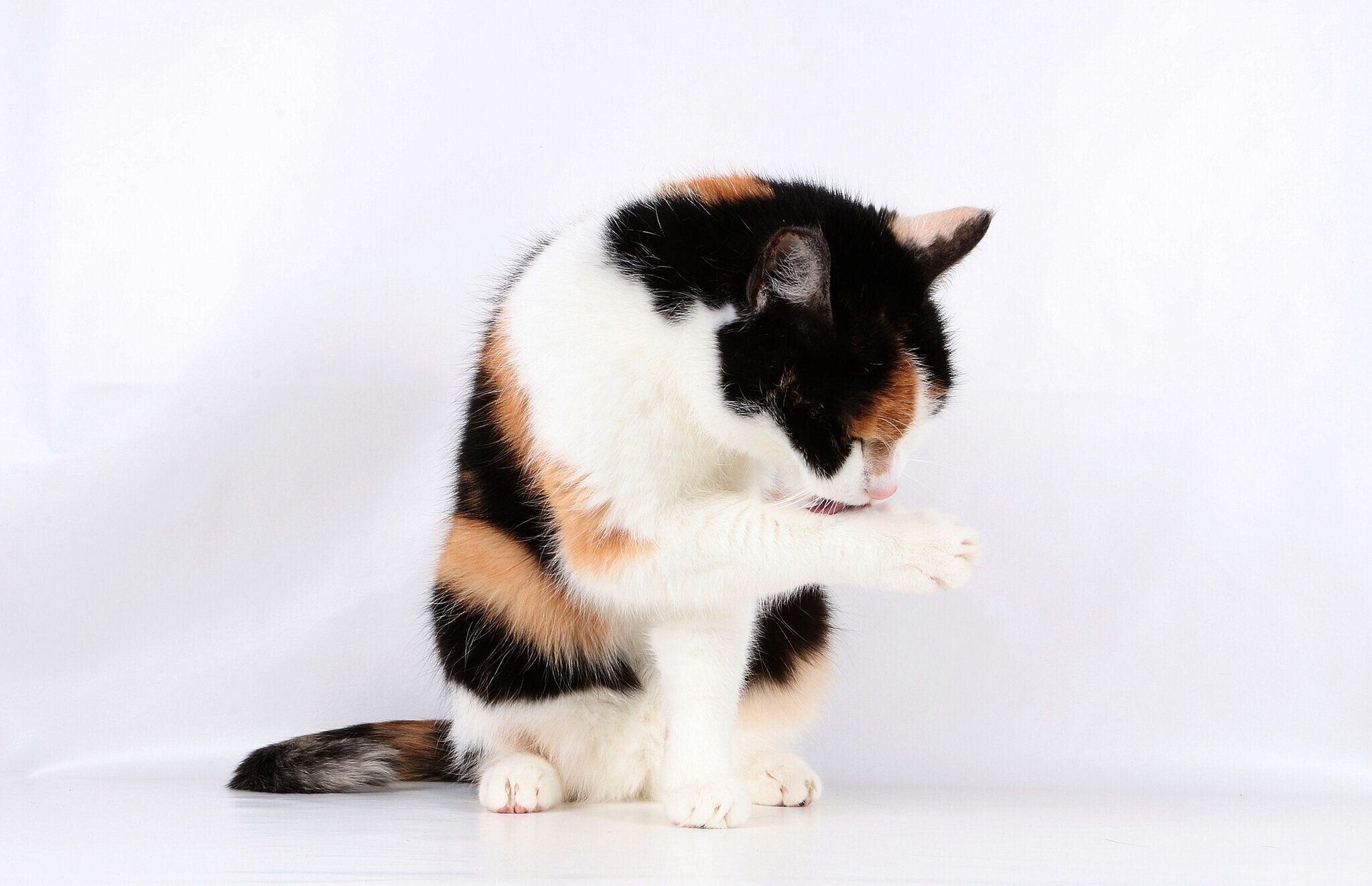 前足をなめる猫