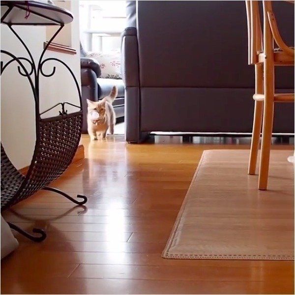 ボール遊び大好きニャンコ