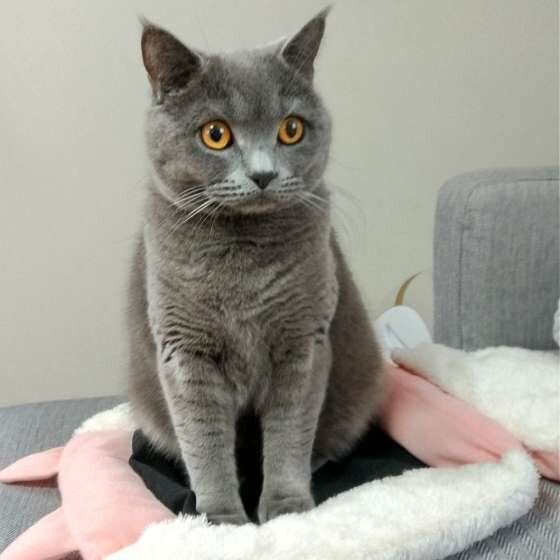 お座りするブリティッシュショートヘア