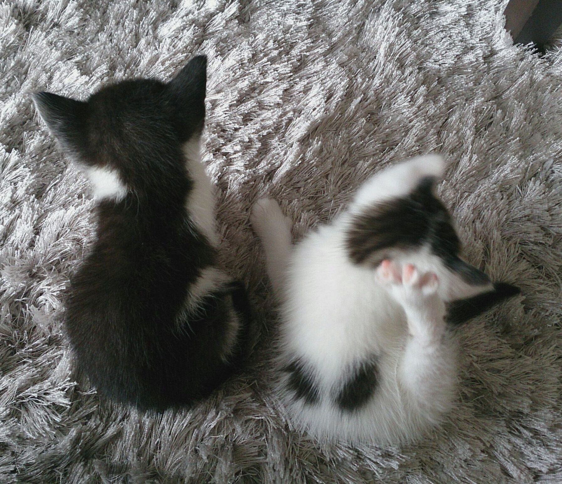 お迎えして2日目のさくらちゃん、はるちゃん