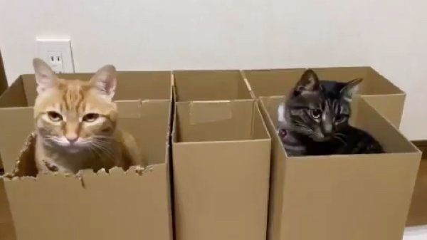 ダンボールで遊ぶ猫たち