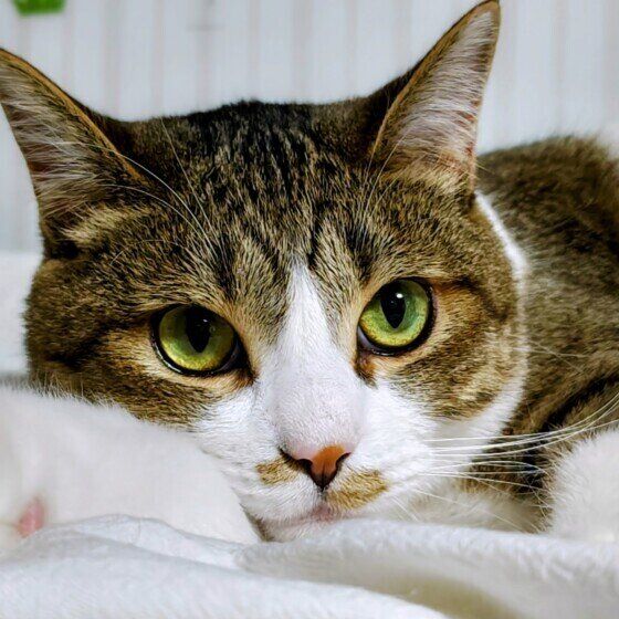 Mix（キジトラ）の虎太郎くん♪