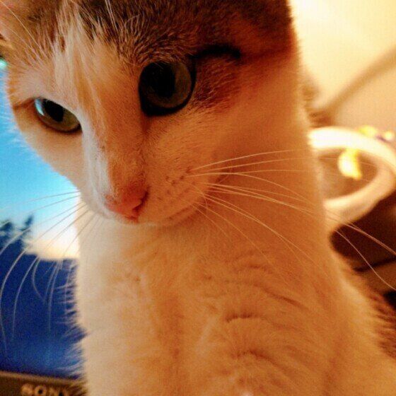 ミケMIXのキナコちゃん